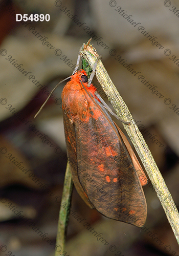 Ammalo helops (Arctiinae, Erebinae, Erebidae, Lepidoptera)